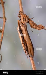 Attēlu rezultāti vaicājumam “Shargacucullia scrophulariae”