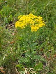 Attēlu rezultāti vaicājumam “Jacobaea vulgaris flower”