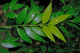 Attēlu rezultāti vaicājumam “Najas tenuissima leaf”