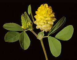 Attēlu rezultāti vaicājumam “Trifolium aureum fruit”