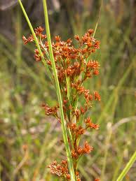 Attēlu rezultāti vaicājumam “Cladium mariscus”