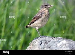 Image result for Oenanthe oenanthe