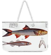 Image result for Elops saurus