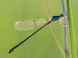 Attēlu rezultāti vaicājumam “Nehalennia speciosa”
