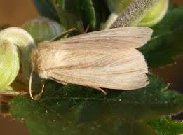 Attēlu rezultāti vaicājumam “Mythimna flammea”