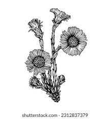 Attēlu rezultāti vaicājumam “Tussilago farfara flower”