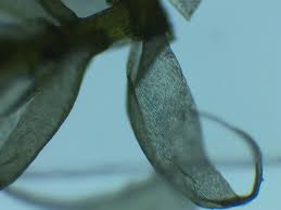 Attēlu rezultāti vaicājumam “Hypnum jutlandicum”