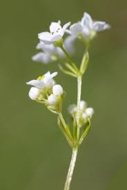 Attēlu rezultāti vaicājumam “Galium schultesii flower”