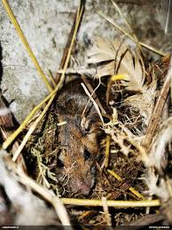 Attēlu rezultāti vaicājumam “Fuligo luteonitens”