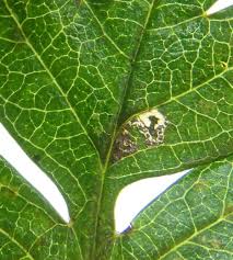 Attēlu rezultāti vaicājumam “Bucculatrix rhamniella”