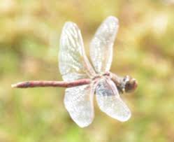 Attēlu rezultāti vaicājumam “Sympetrum”