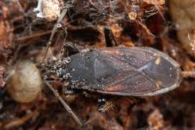 Attēlu rezultāti vaicājumam “Eremocoris plebejus”