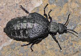 Attēlu rezultāti vaicājumam “Meloe sp. imago”