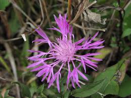 Image result for Centaurea nigra