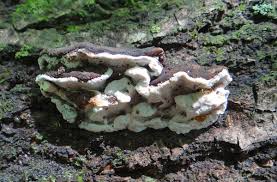 Attēlu rezultāti vaicājumam “Heterobasidion parviporum”