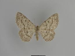 Attēlu rezultāti vaicājumam “Charissa ambiguata”