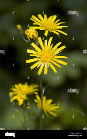 Attēlu rezultāti vaicājumam “Hieracium murorum bud”