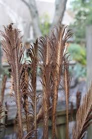 Attēlu rezultāti vaicājumam “Matteuccia struthiopteris”