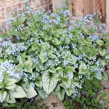 Image result for Brunnera `Jack Frost`