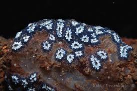 Attēlu rezultāti vaicājumam “Lycogala botrydium sessile”