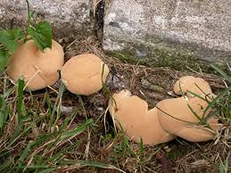 Attēlu rezultāti vaicājumam “Enteridium liceoides sessile”