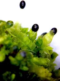 Attēlu rezultāti vaicājumam “Lophocolea heterophylla”