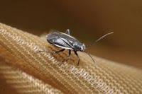 Attēlu rezultāti vaicājumam “Capsodes gothicus”