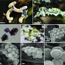 Attēlu rezultāti vaicājumam “Physarum bryocorticola macro”