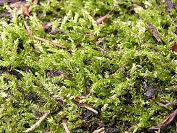 Attēlu rezultāti vaicājumam “Brachythecium campestre”