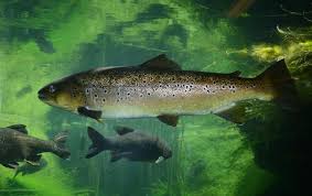 Image result for Salmo trutta trutta