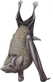 Attēlu rezultāti vaicājumam “Chiroptera”