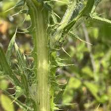 Attēlu rezultāti vaicājumam “Cirsium vulgare leaf”