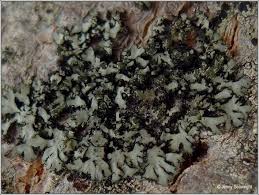 Attēlu rezultāti vaicājumam “Phaeophyscia orbicularis”