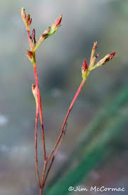 Attēlu rezultāti vaicājumam “Timmia megapolitana”