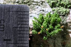 Attēlu rezultāti vaicājumam “Ulota crispa sporophyte”