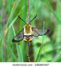 Attēlu rezultāti vaicājumam “Hemaris tityus”