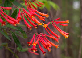 Attēlu rezultāti vaicājumam “Lonicera caerulea var. pallasii flower”