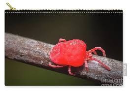 Attēlu rezultāti vaicājumam “Trombidiidae”