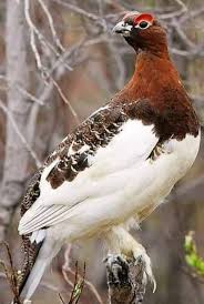 Attēlu rezultāti vaicājumam “Lagopus lagopus”