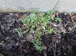 Attēlu rezultāti vaicājumam “Cribraria violacea stalked”