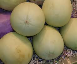 Attēlu rezultāti vaicājumam “Cucurbitaceae”