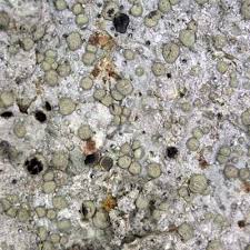 Attēlu rezultāti vaicājumam “Lecanactis abietina”