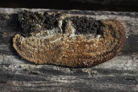 Attēlu rezultāti vaicājumam “Gloeophyllum trabeum”