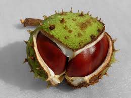 Attēlu rezultāti vaicājumam “Aesculus x hybrida fruit”