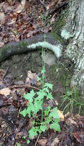 Attēlu rezultāti vaicājumam “Mycelis muralis bud”