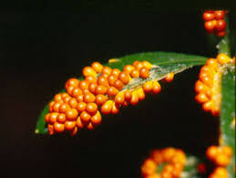 Attēlu rezultāti vaicājumam “Fuligo luteonitens macro”