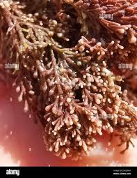 Attēlu rezultāti vaicājumam “Collaria rubens”