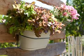 Image result for Pflücksalat