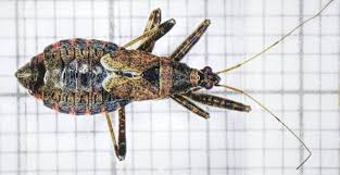 Attēlu rezultāti vaicājumam “Himacerus apterus”