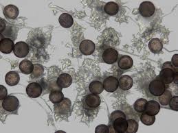 Attēlu rezultāti vaicājumam “Didymium proximum macro”